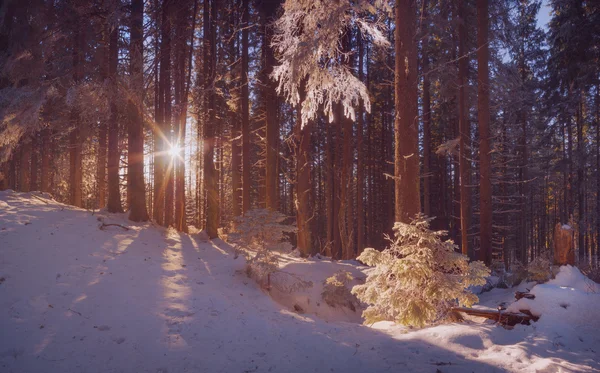 Raggi di sole che sorge tra gli alberi — Foto Stock