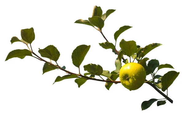 Apple on a branch — Stock Photo, Image