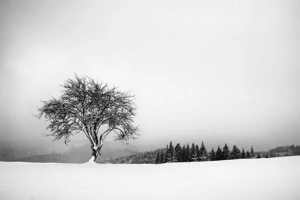 Osamělý strom na kopci. Černá a bílá — Stock fotografie