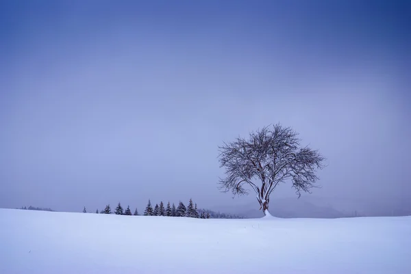 Ensamt träd på en snöklädda kulle — Stockfoto