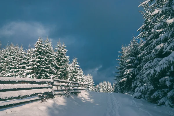 Góra świerkowego lasu pokryte śniegiem — Zdjęcie stockowe