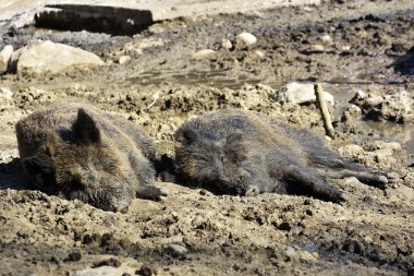 Yaban domuzu çamura yalan 