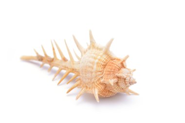 deniz kabuğu beyaz üzerine izole 