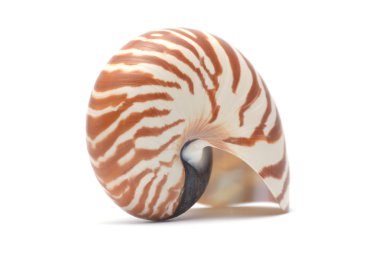 Nautillus kabuk üzerinde beyaz izole 