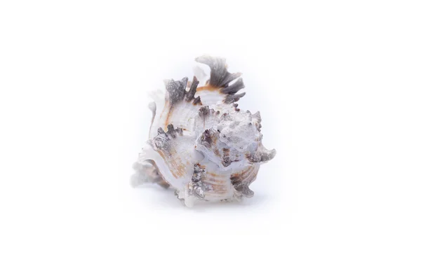 Concha marina aislada en blanco —  Fotos de Stock