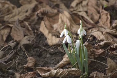 Kardelen (Galanthus nivalis) taşkın yatağının ormandaki