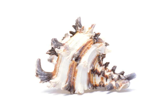 Deniz kabuğu beyaz üzerine izole — Stok fotoğraf