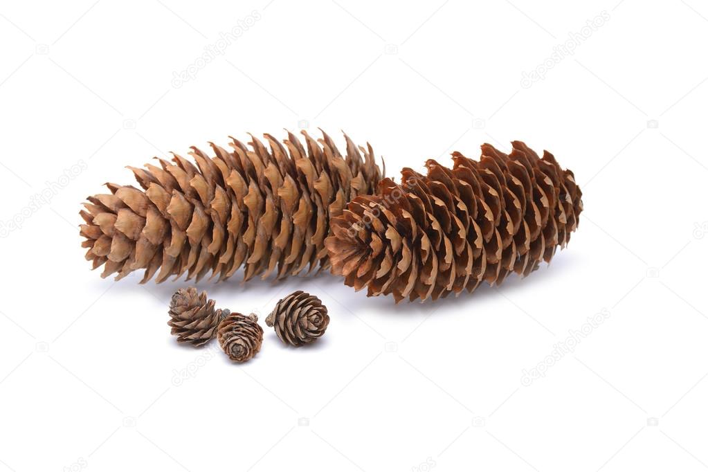 Fir cones on white background