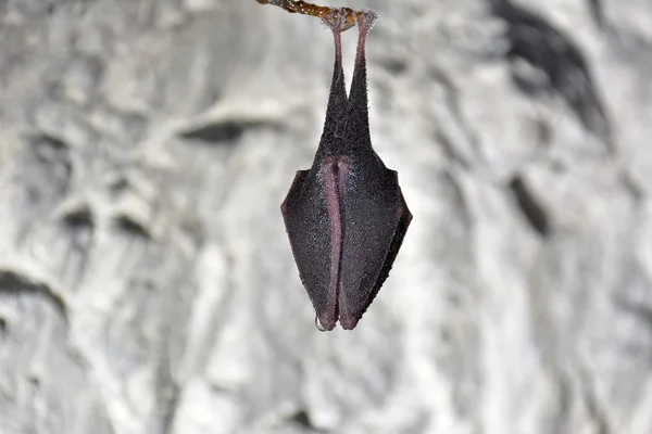 Большая подкова летучая мышь (Rhinolophus ferrumequinum ) — стоковое фото
