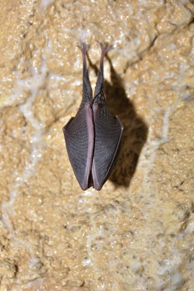 Большая подкова летучая мышь (Rhinolophus ferrumequinum ) — стоковое фото