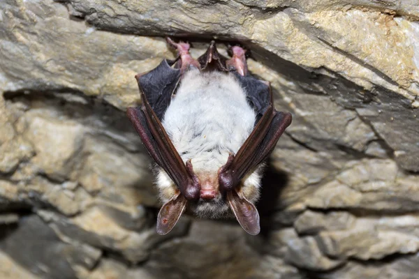 Büyük nalburunlu yarasa (Rhinolophus ferrumequinum) — Stok fotoğraf