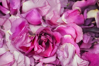 Yabani gül yaprakları