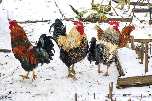 Kümes hayvanları avluda horozlar