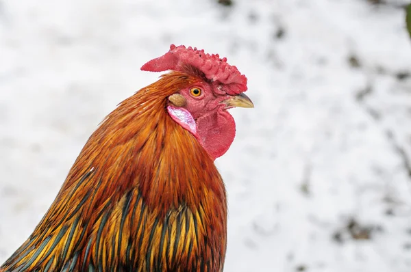 Rooster  with a rose shaped comb — Stock Photo, Image