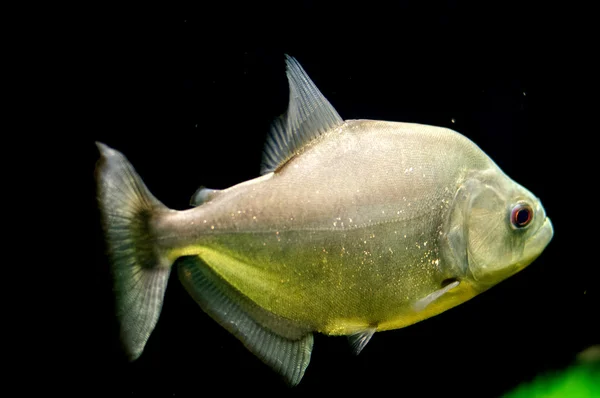 Piranha in the aquarium. — Stock Photo, Image