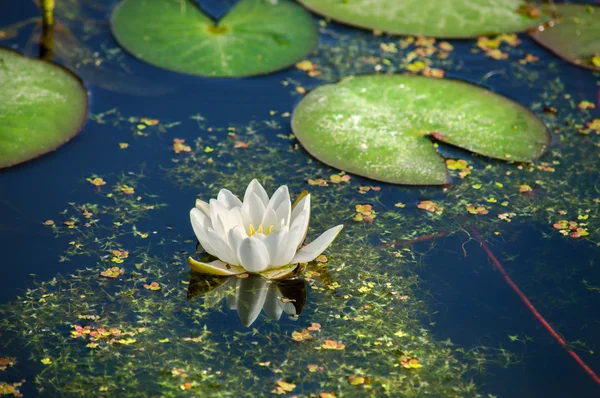 The white lotus. Stock Photo