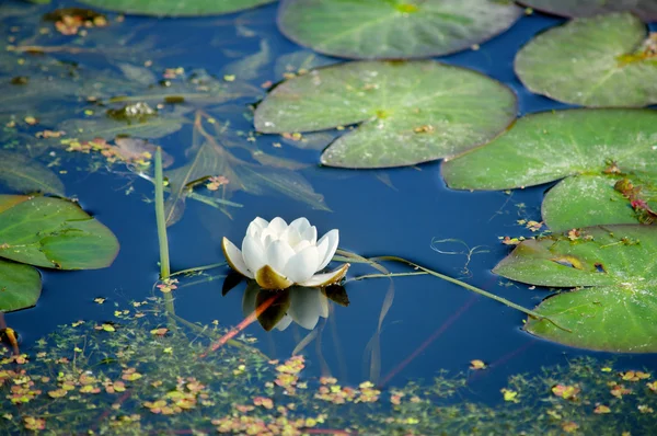 De Witte lotus. Stockfoto