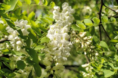 Beyaz akasya delikanlı