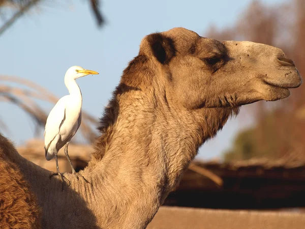 Camel and bird — Stock Photo, Image