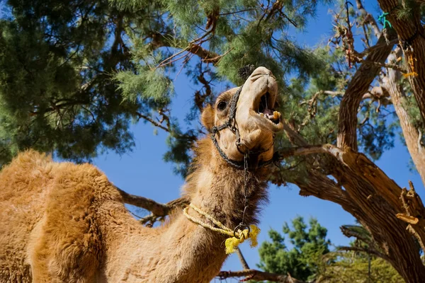 Camel — Stock Photo, Image