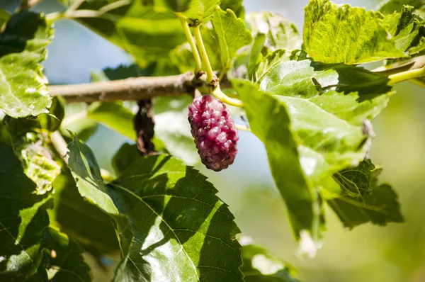 Mulberry — Stockfoto