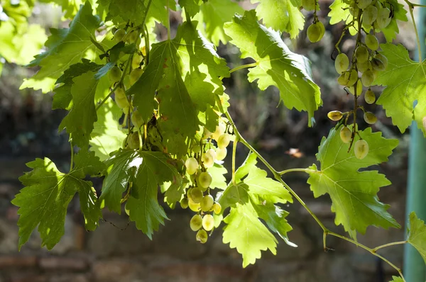 Bunch of the white grapes — Stock Photo, Image