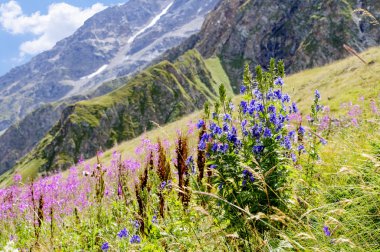Elbrus yabani otlar.