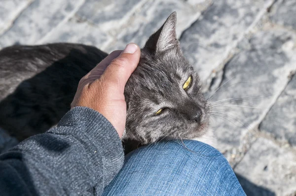 Kedinin kafasına palmiye