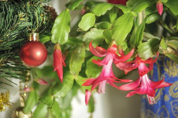 Noel Zigocactus çiçek