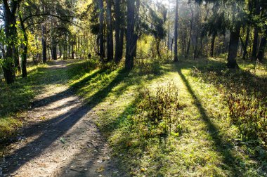 orman içinde güneş ışığı.
