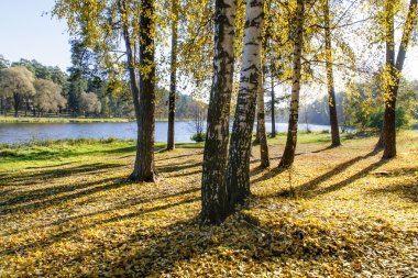 Sarı sonbahar manzarası.