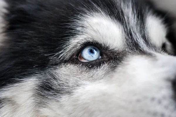 Husky köpek gözlerini