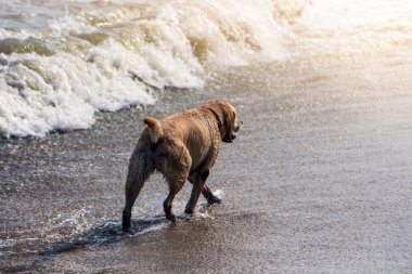 Plaj boyunca köpek yürüyüş