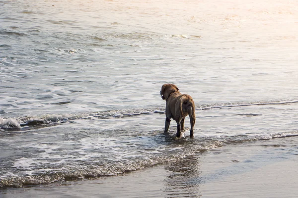 Deniz izlemek köpek