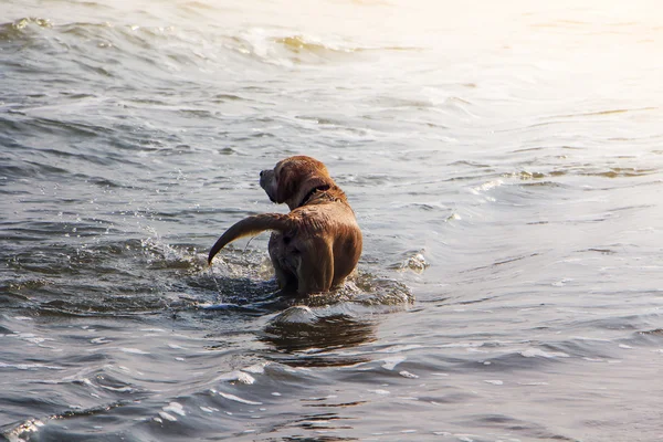 Dog in Water