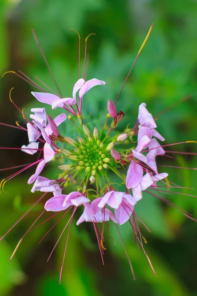 Kleome Spinosa Blume Oder Spinnenblume Stockfoto