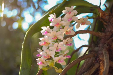 Rhynchostylis devasa orkide, bahçede güzel orkideler.