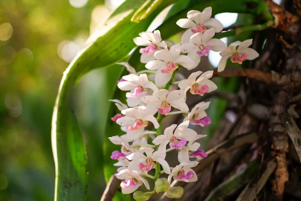 Rhynchostylis Gigantea Orchidee Prachtige Orchideeën Tuin — Stockfoto