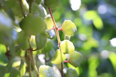 Balık pulları (Bilimsel adı: Phyllodium elegans (Lourdes) bir çalılıktır, düz gövde, yapraklar 3 küçük yapraklı sıralı tüylerdir, çiçekleri aksiller içinde kümelerdir..