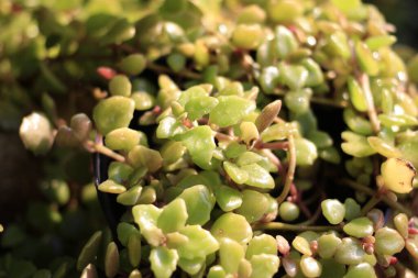 Balık pulları (Bilimsel adı: Phyllodium elegans (Lourdes) bir çalılıktır, düz gövde, yapraklar 3 küçük yapraklı sıralı tüylerdir, çiçekleri aksiller içinde kümelerdir..