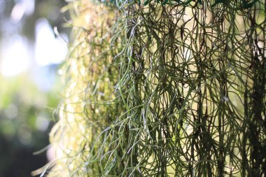 İspanyol Yosun arkaplanı (Tillandsia usneoides)