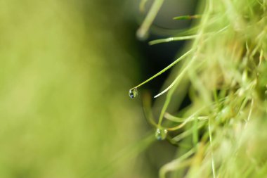 İspanyol Yosun arkaplanı (Tillandsia usneoides)