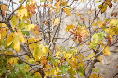 Sonbaharda üzüm ağacı renk değiştiriyor