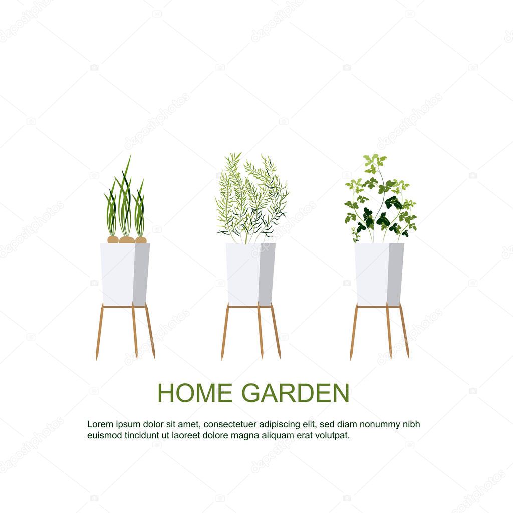 Home garden. Herbs garden. Home gardening. Horticulture. houseplants. Green onions, parsley, rosemary