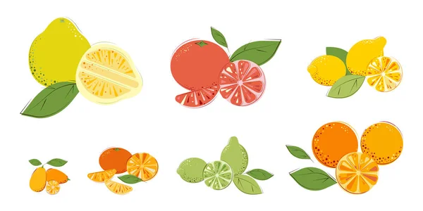 Uppsättning Citrusfrukter Mogen Saft Vitamin Frukt Pomelo Grapefrukt Citron Apelsiner — Stock vektor