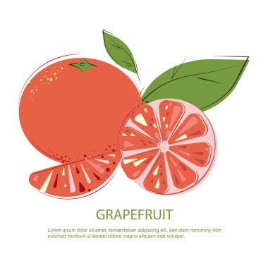 Greyfurt dilimleri ve pembe greyfurtlar. Pembe Greyfurt. Yeşil yapraklı sulu greyfurt. Düz vektör illüstrasyonu.