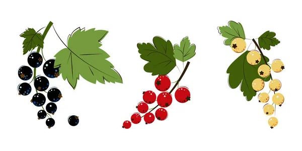 Blackcurrant Red Currant White Currant Berries Bunches Ripe Juicy Blackcurrant — Stock Vector