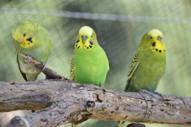 Trois perruches sur la branche d 'un arbre