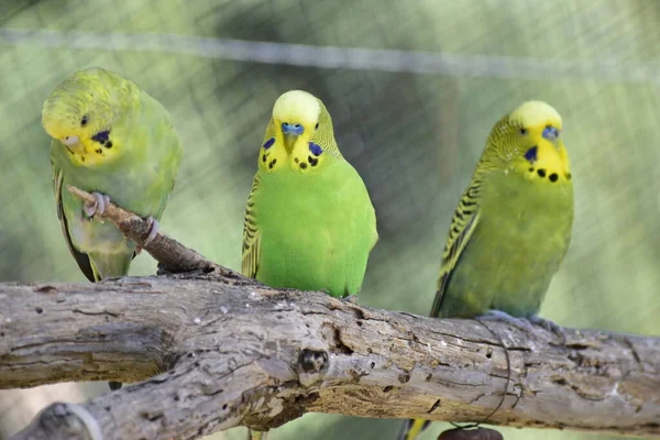 Trois perruches sur la branche d 'un arbre