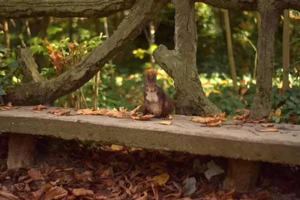 Ekorre Sitter Sten Bänk Natur Bakgrund — Stockfoto